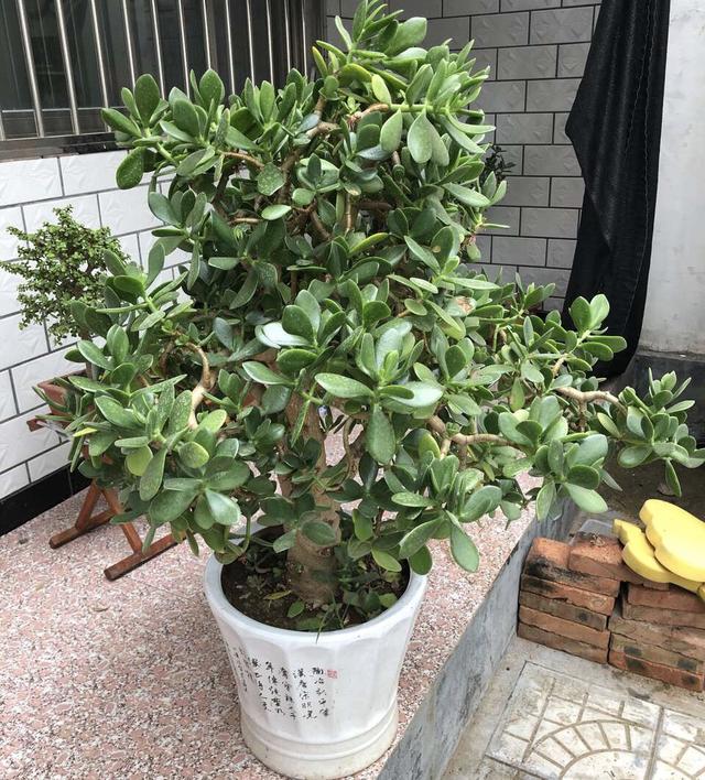 植株|捡到“烂根玉树”，主干比胳膊还粗，做了3步，一月后生根发芽