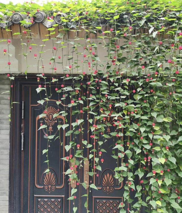 此花长得超像“红灯笼”，连灯穗都用，一年365天“反复”开花