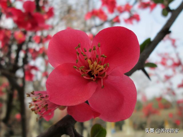 贴梗海棠，最“绝色”的海棠花，地栽、盆景两相宜