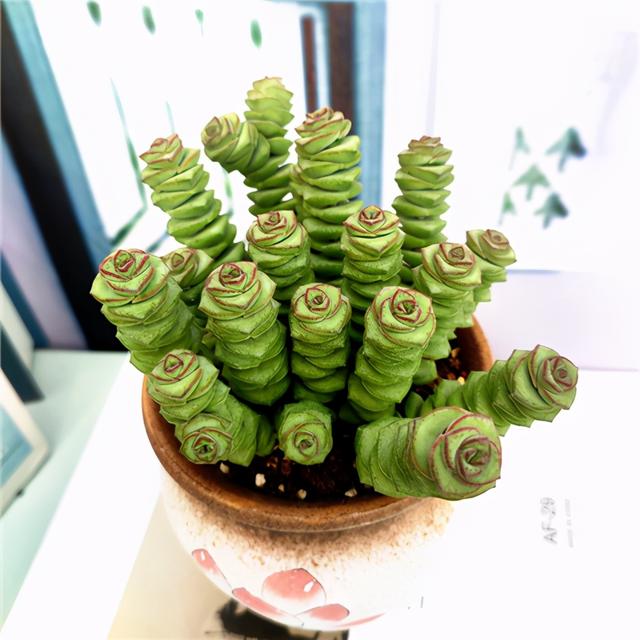 多肉“钱串子”，名字喜庆，带来吉祥财运