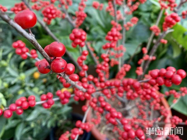 李村大集年宵花走“高级风”紫玉珊瑚高调登场