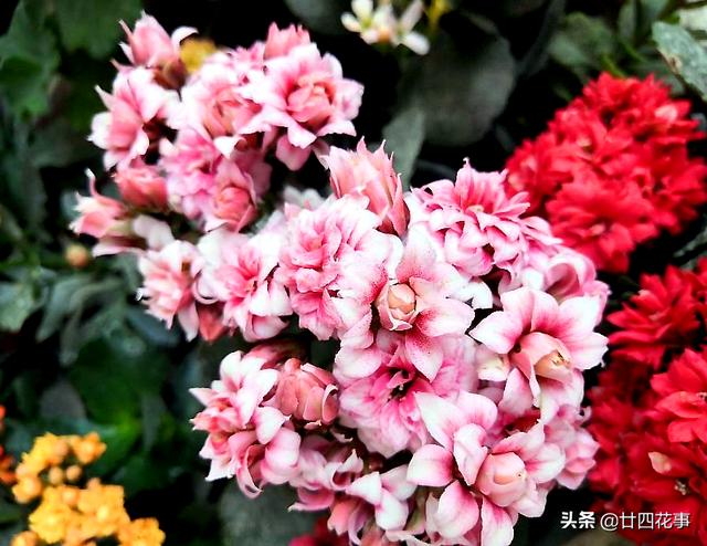 冬天养长寿花，万万别“手懒”，搞不好一茬花开完，难以再复花