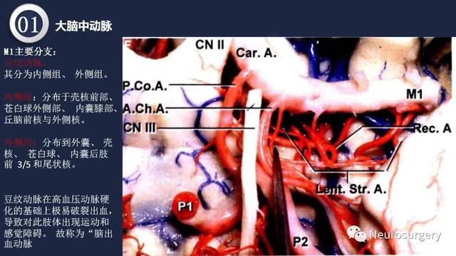 头颈动脉系统相关解剖