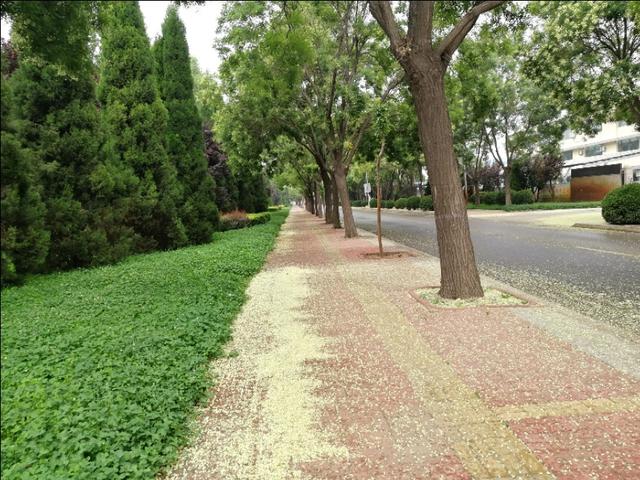 杏花雨大家都清楚，你听说过槐花雨吗？看到过吗？我看到啦