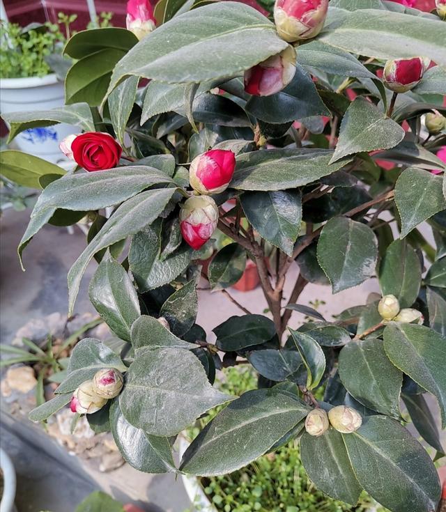 冬天养茶花，记住几个养护要点，植株提前开花，花朵鲜艳又美丽