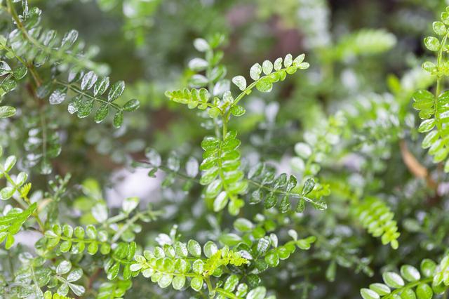 这些“假花”比真花好养，别不信，假花比真花多是有道理的