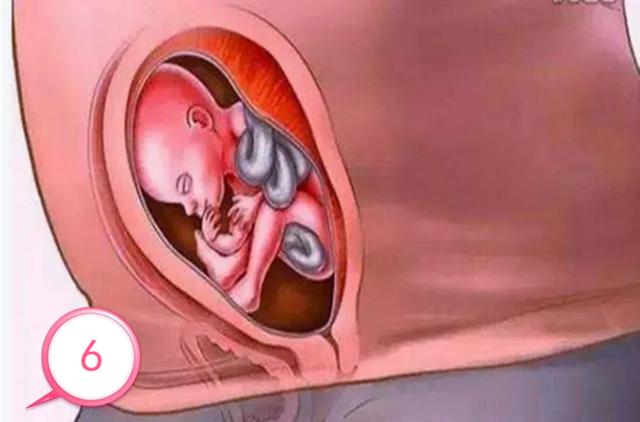 你的育儿经|孕育生命究竟是怎样的？十张图揭秘宝宝孕育全过程，感叹生命伟大