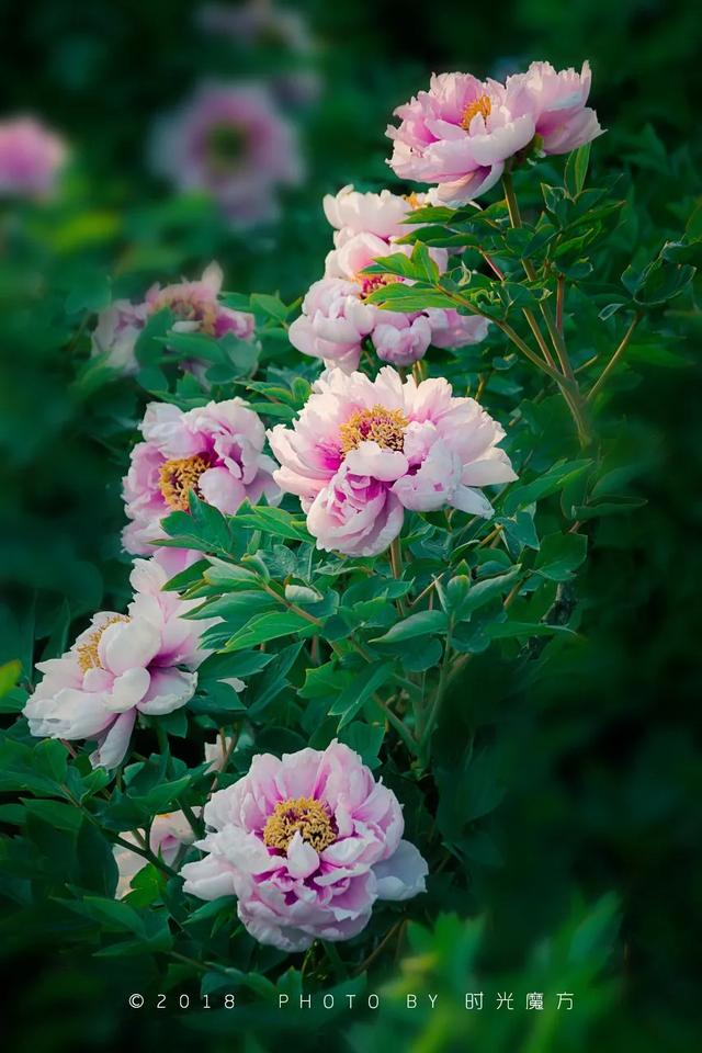 「旅行柚子君」天上云海！地上花海！这些冒着仙气的地方，竟藏了中国最美风景