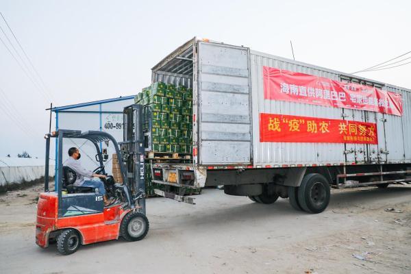 光明网@海南滞销哈密瓜去喂猪?全国吃货不答应 3天抢空500吨