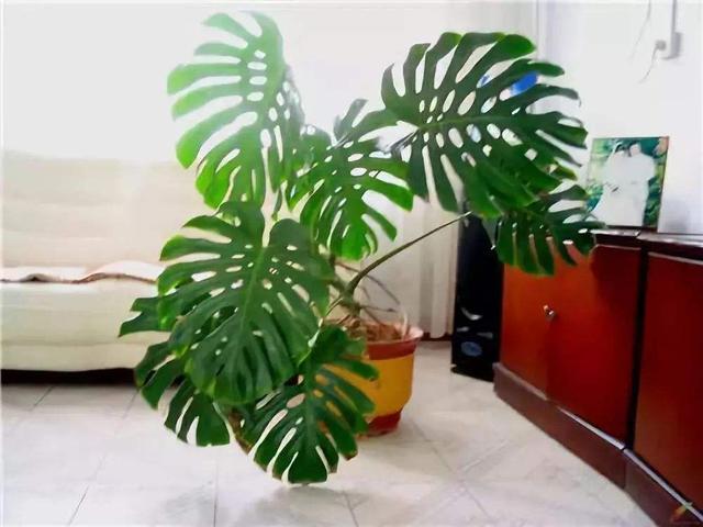 别看这几种花油亮亮，但养护要小心，有一定毒性