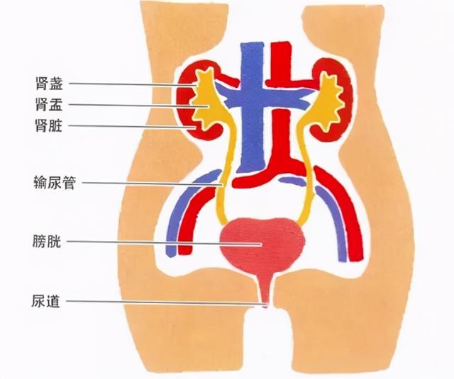 撒尿有异味？多因这4个情况所“助长”