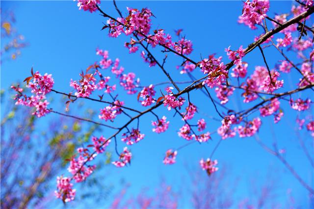 弥勒太平湖森林小镇邀你贺新年 快来领取多重大礼包