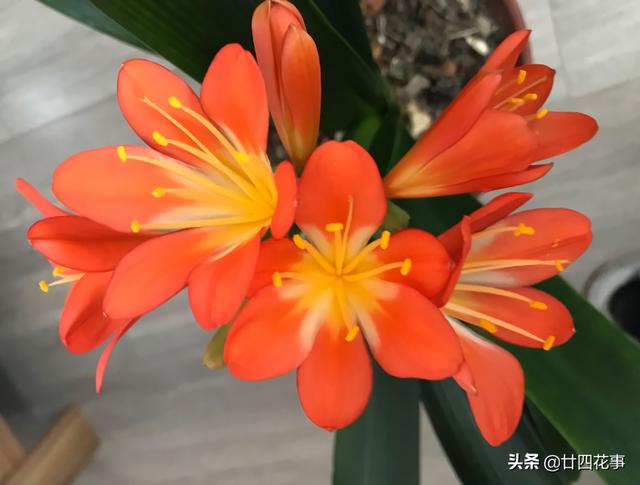 11月份，3种花易“懒花”，不“上点手段”，只长叶不见花