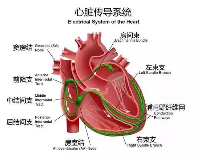 糖尿病|「专病专讲」心衰专题之哪些疾病可以引起心衰？