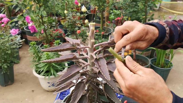 嫁接长寿花失败？学会“1个”关键方法，百分百成活，获得老桩