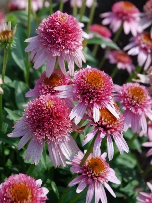 夏季庭院里一抹浓艳的色彩——松果菊