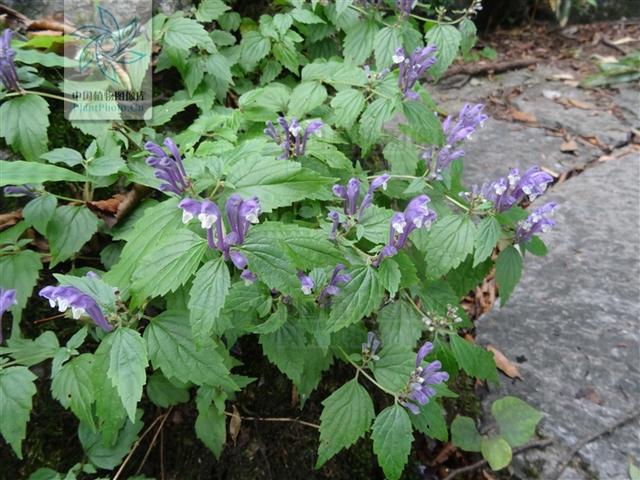 岩藿香，见过吗？能清热凉血，化瘀消肿