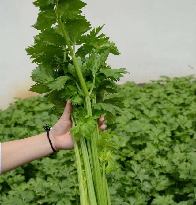 秋天自己种点菜，长得真快，阳台露台绿油油，变成“小菜园”