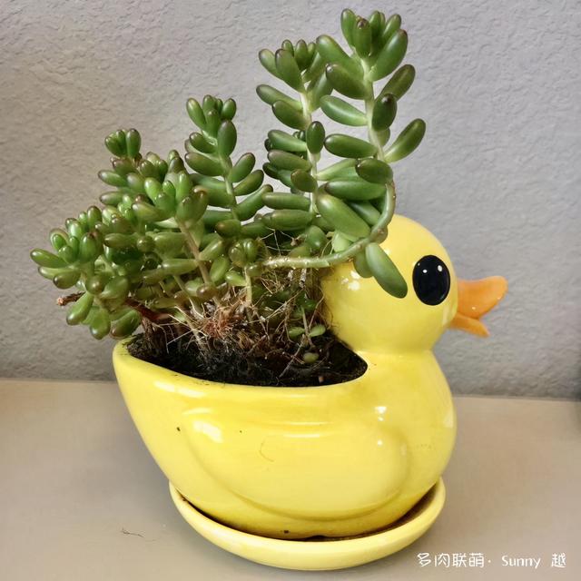 爱肉爱宝，不离不弃，未来可期