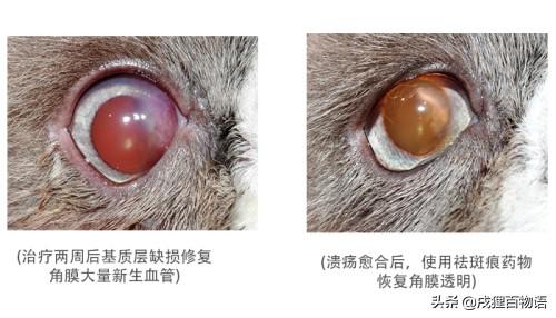 超级宝妈|小心毛孩子这些眼病 可能导致失明