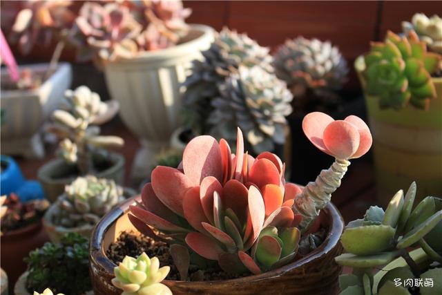 唐印，从绿得像菜，到红得真萌