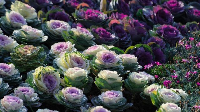 她家院子里冬天只种一种花，下雪也能常开不败，让人羡慕