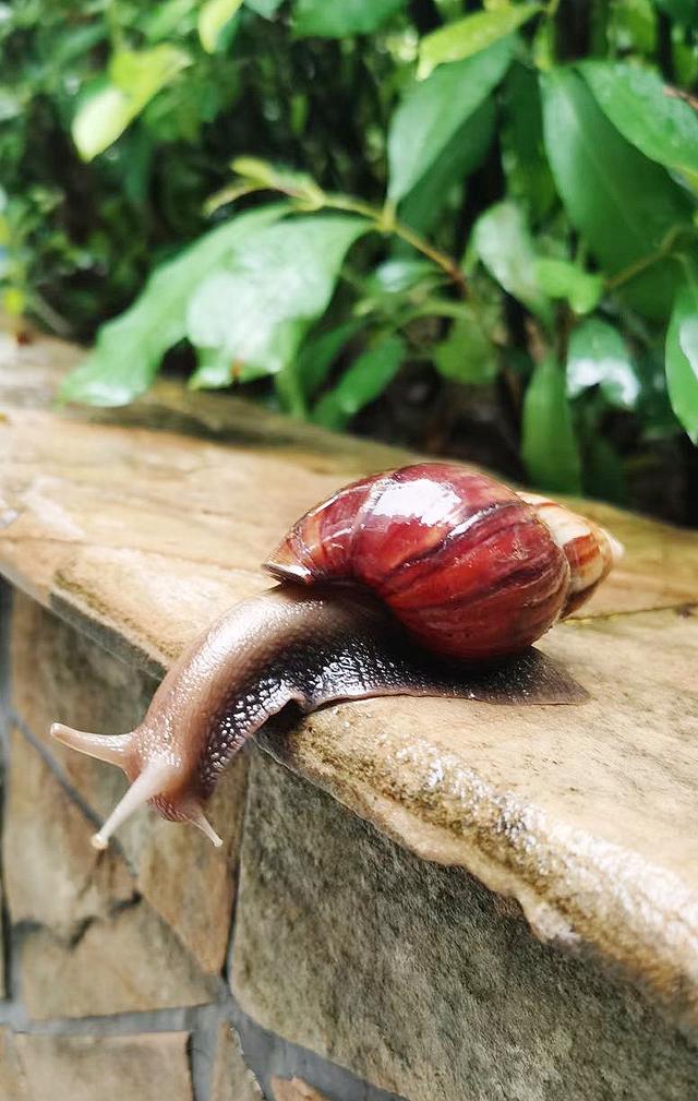 蜗牛|雨后出现的大蜗牛，孩子千万不能碰