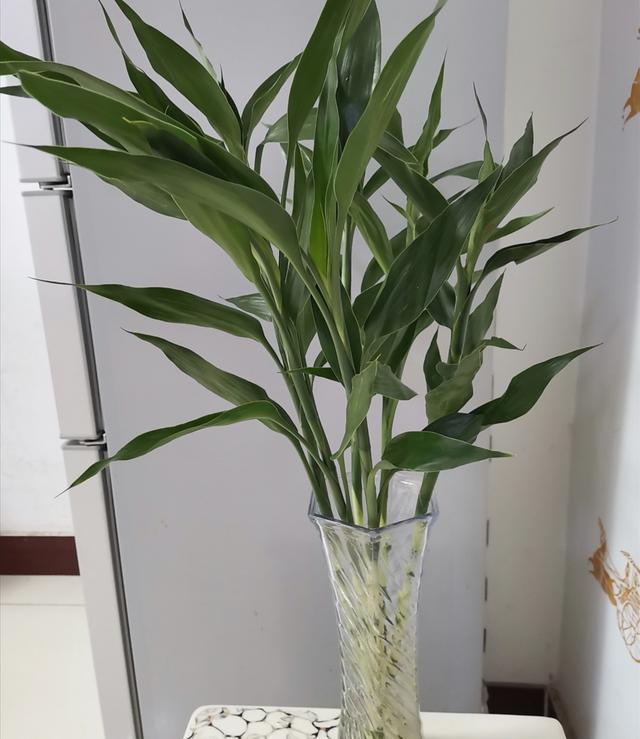 春节要到了，5种花建议不要买，太难养