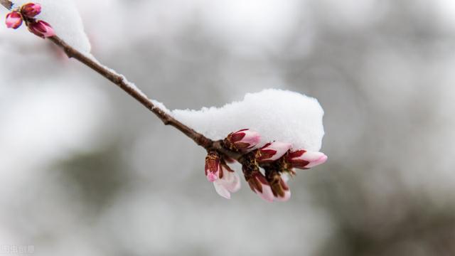 雪水养花是一绝，赶紧存一点，浇花好处多