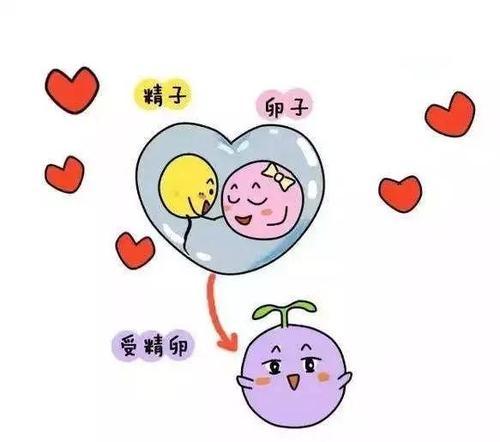 你的育儿经|女性卵子质量的好坏，3个检查方法，或可帮助知道大概