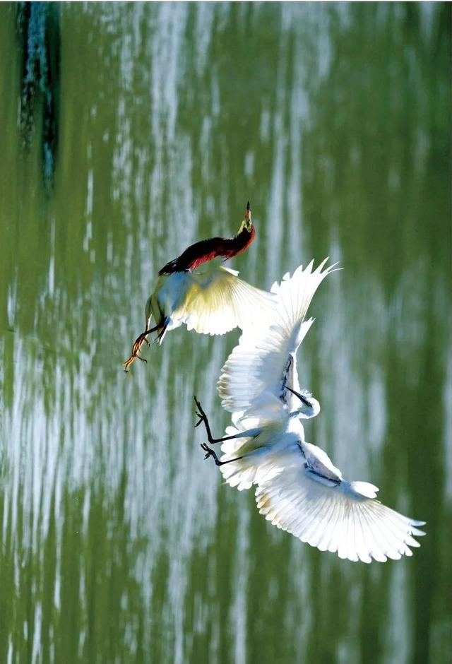 你好，这里是中和