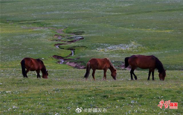光明网：“云上草原”孟布拉克