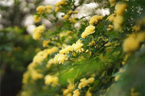 一种黄色蔷薇花，名叫黄木香，开花好看又好闻，观赏价值高