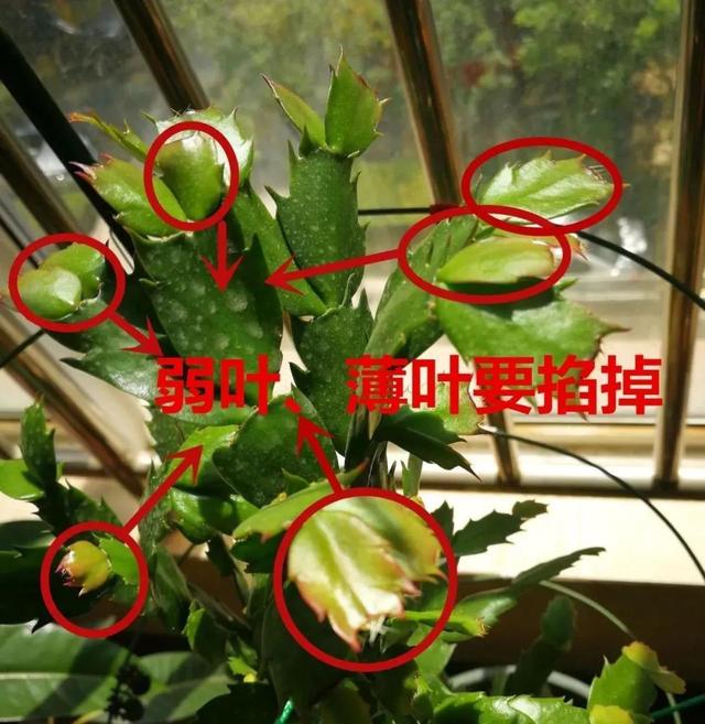 这3种花“剪一刀”，顺利过冬，来年又能开花了