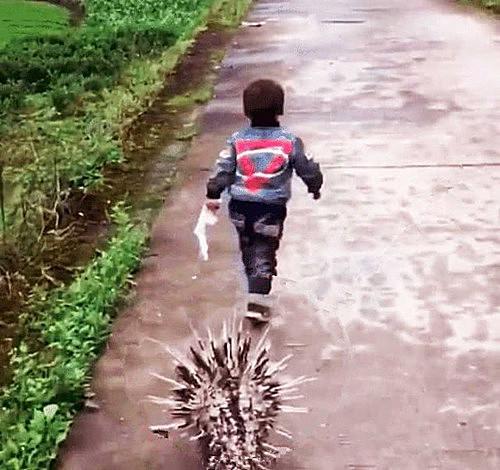 你的育儿经■小孩被同伴打哭，立马带“凶兽”去复仇，父亲知道后，赶紧追
