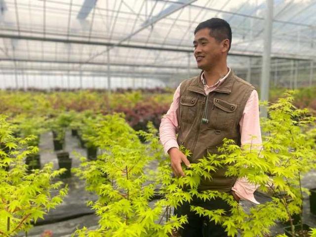 枫树|有图有真相，春天的枫叶实在太迷人了，浙江有人卖它年入百万