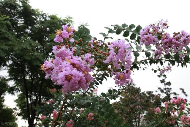 适合庭院绿化种植的花卉绿植品种，三月篇