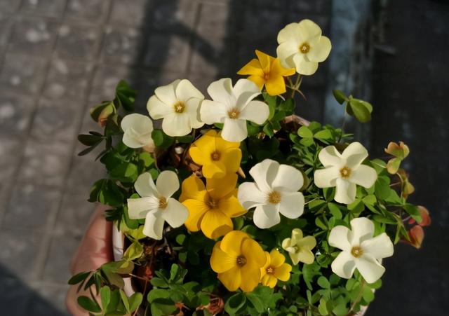 3种植物即将开花，花量大还特美丽，不入手很可惜