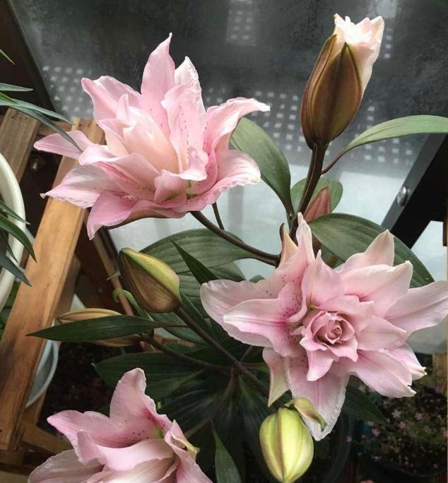 盆栽百合：将6个地方把控到位，开花又大又美、香味还持久