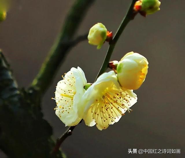 三九天，围炉煮茶静待梅花开