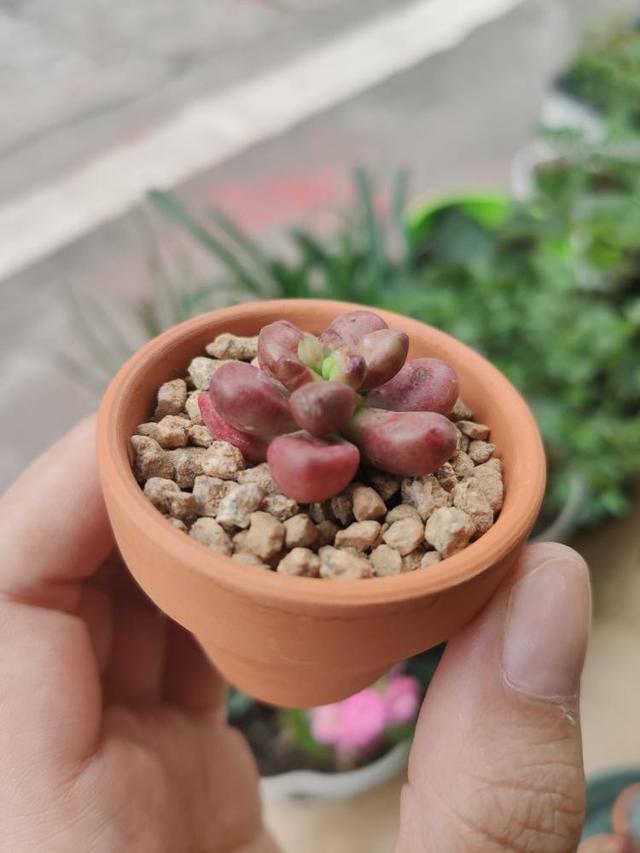 不同的花要用不同的花盆，用对花盆花长得旺，用错可能黄叶烂根