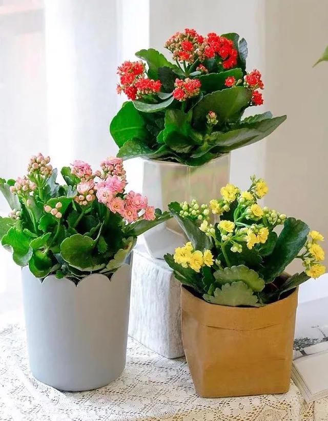 长寿花开花了，这4件事不要做，小心落花又落蕾