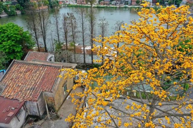 #世界那么大#实时好摄处:3月的佛山“红了”!木棉花绽放,嫣红惊艳时光