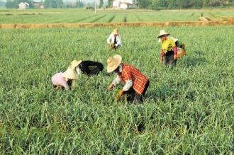 生产全自动化！未来无人机是植物育种家，农民将何去何从？