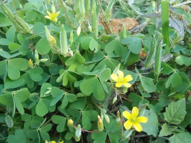 救命！入侵植物爬进院子，三年都杀不完