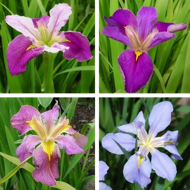 大咖分享 | 蓝色花境植物有那些？