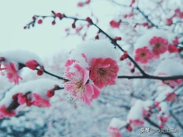 “四季花”——春夏秋冬四季的代表性花卉