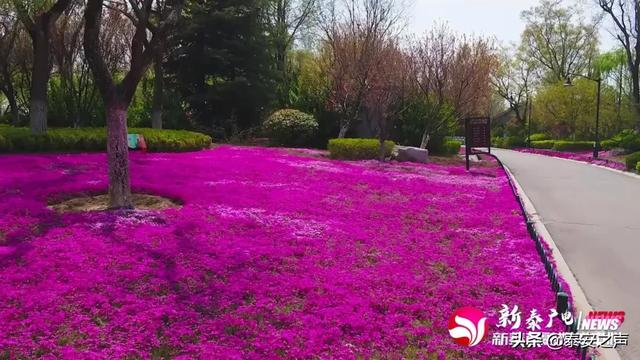 趣旅游@芝樱花海，为新泰“织”起“彩色地毯”！