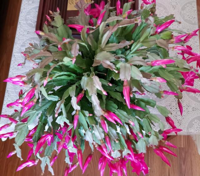 3种植物即将开花，花量大还特美丽，不入手很可惜