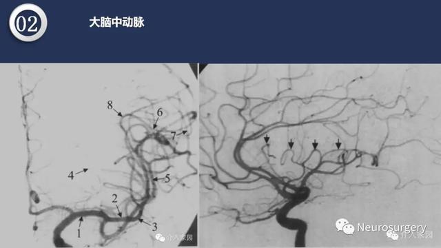 头颈动脉系统相关解剖